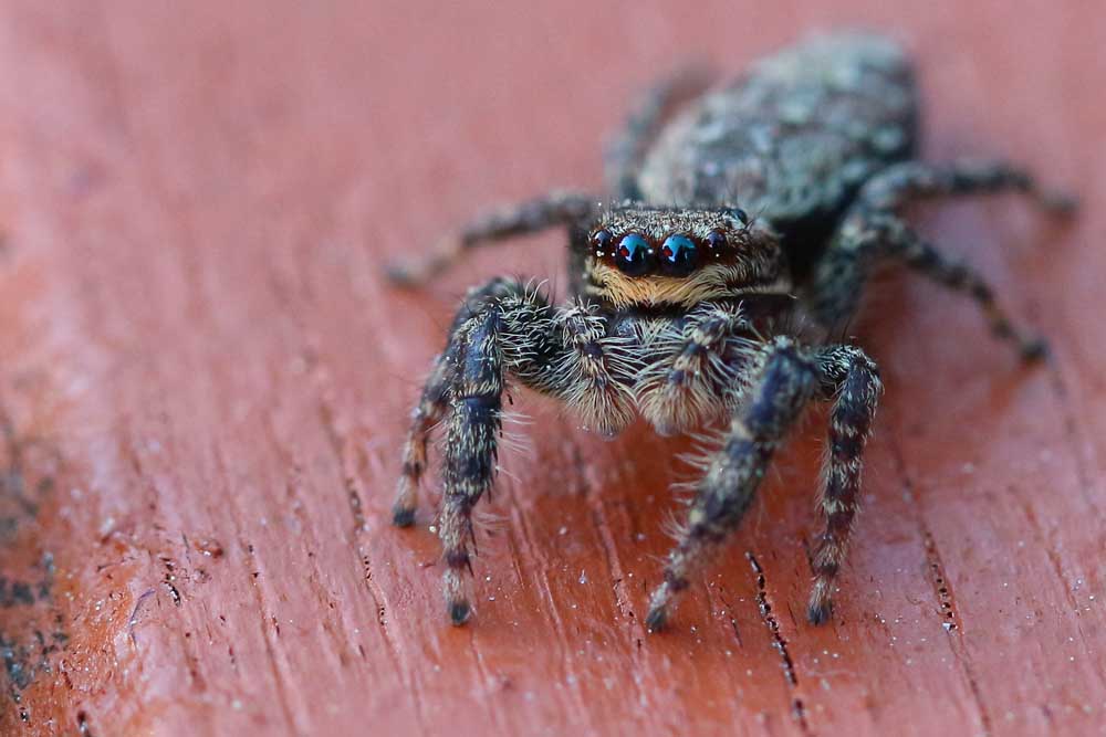 Makroaufnahme einer Springspinne